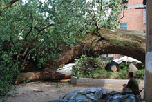 三角毛店村一棵500年的大樟树倒了 